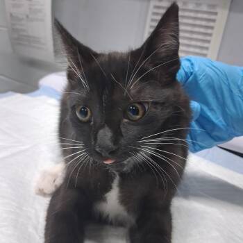 Zirconia -  Domestic Short Hair Cat for Adoption in Summerville, South Carolina - Zirconia | PetCurious
