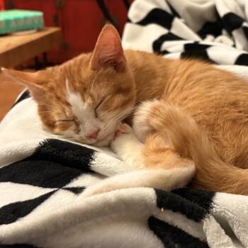 Rescue Domestic Short Hair Cats for Adoption in Harrisonburg, Virginia - Ozzy | PetCurious