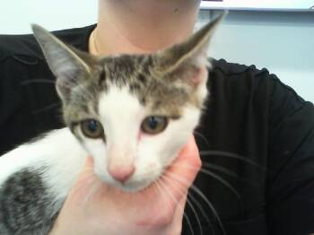 MISO -  Domestic Short Hair Cat for Adoption in Charlotte, North Carolina - MISO | PetCurious
