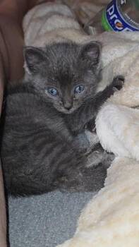 Dandelion -  Domestic Short Hair Cat for Adoption in Fruit Heights, Utah - Dandelion | PetCurious
