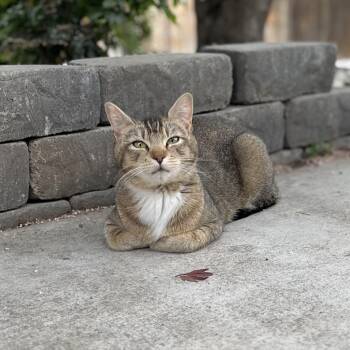 Triangle -  American Shorthair Cat for Adoption - Triangle | PetCurious