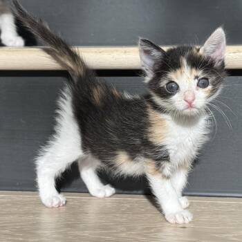 Just a Cutie 5 -  Domestic Short Hair Cat for Adoption in Austin, Texas - Just A Cutie 5 | PetCurious
