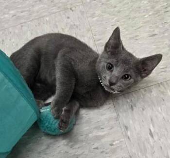 Concrete -  Domestic Short Hair Cat for Adoption in Kansas City, Missouri - Concrete | PetCurious