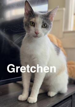 Domestic Short Hair Cats Available for Adoption - Gretchen | PetCurious