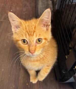 Lamb Chop -  Domestic Short Hair Cat for Adoption in Grand Rapids, Michigan - Lamb Chop | PetCurious