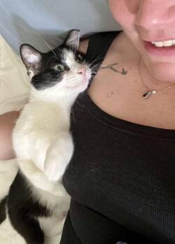 Lilly -  Domestic Short Hair Cat for Adoption in Mayfield, New York - Lilly | PetCurious