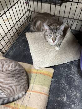Rescue Domestic Short Hair Cats for Adoption in Camp Hill, Pennsylvania - Samuel | PetCurious