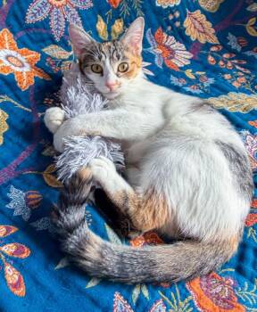 Elsa -  Domestic Short Hair Cat for Adoption in Elmwood Park, New Jersey - Elsa | PetCurious
