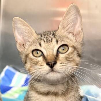 Cappuccino -  Domestic Short Hair Cat for Adoption in Palm Springs, California - Cappuccino | PetCurious