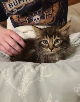 Winny -  Domestic Long Hair Cat for Adoption in Oceanside, California - Winny | PetCurious