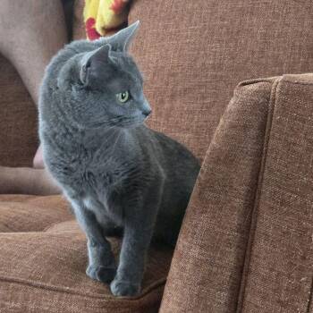 Domestic Short Hair Cats Available for Adoption - Bella | PetCurious