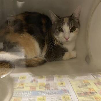 A613492 -  Domestic Short Hair Cat for Adoption in Modesto, California - A613492 | PetCurious