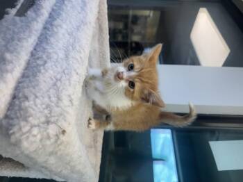Turks -  Domestic Short Hair Cat for Adoption in Liberty, Missouri - Turks | PetCurious