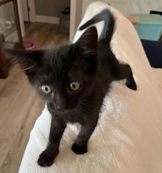 Domestic Medium Hair Cats Available for Adoption in Lafayette, Louisiana - Linen | PetCurious