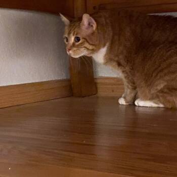 Rescue Domestic Short Hair Cats for Adoption in Morgan Hill, California - Rusty | PetCurious