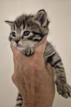 NOVAS BABY BOY -  Maine Coon and Domestic Short Hair Cat for Adoption in Sardinia, Ohio - NOVAS BABY BOY | PetCurious