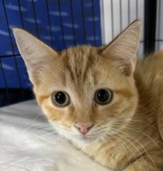 Nacho -  Domestic Short Hair Cat for Adoption in West Memphis, Arkansas - Nacho | PetCurious