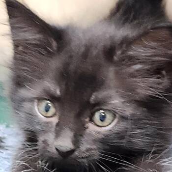 Domestic Long Hair Cats Available for Adoption in Corsicana, Texas - Rosemary K45740 | PetCurious