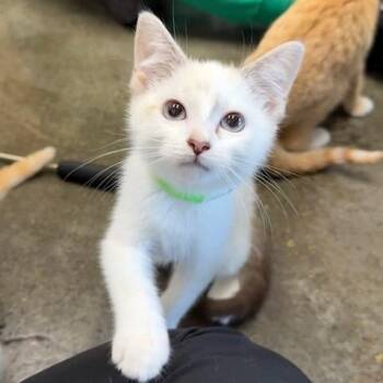 Bootie -  Domestic Short Hair Cat for Adoption in Portland, Oregon - Bootie | PetCurious