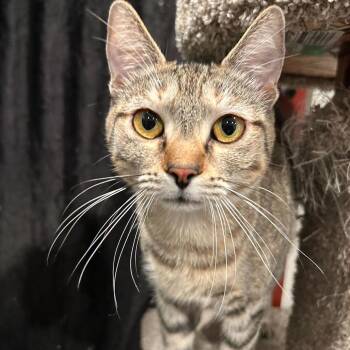 Biscuit -  Domestic Short Hair Cat for Adoption in Alexandria, Virginia - Biscuit | PetCurious