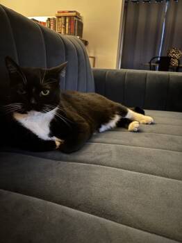 Rescue Domestic Short Hair Cats for Adoption in Fort Collins, Colorado - Vee | PetCurious