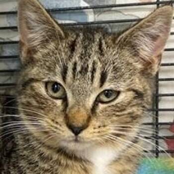 Domestic Short Hair Cats Available for Adoption - Quinn | PetCurious