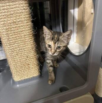 Tabitha -  Tabby Cat for Adoption in Orlando, Florida - Tabitha | PetCurious