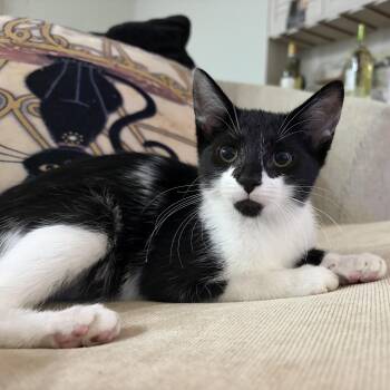 Penelope -  Domestic Short Hair Cat for Adoption - Penelope | PetCurious