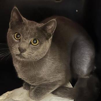 Domestic Short Hair Cats Available for Adoption in Ballston Spa, New York - Jeepers | PetCurious