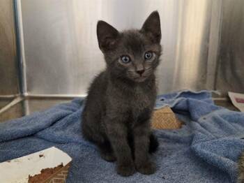 A1048413 -  Domestic Short Hair Cat for Adoption in Martinez, California - A1048413 | PetCurious
