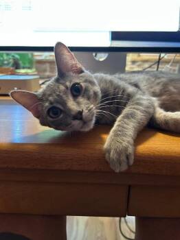Gregory -  Domestic Short Hair Cat for Adoption in Fort Collins, Colorado - Gregory | PetCurious