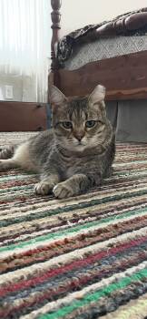 Rescue Domestic Short Hair Cats for Adoption in Fountain Inn, South Carolina - Dusty | PetCurious