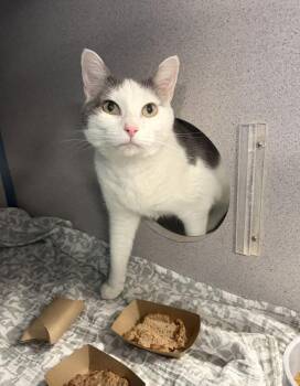 Domestic Short Hair Cats Available for Adoption - Zseri | PetCurious