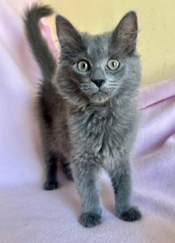 Martha Washington -  Domestic Medium Hair Cat for Adoption in Buffalo, New York - Martha Washington | PetCurious