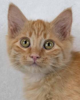 Empress Biscuits -  Domestic Medium Hair and Tabby Cat for Adoption in Kennesaw, Georgia - Empress Biscuits | PetCurious