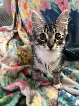 Rescue Domestic Medium Hair Cats for Adoption in Calimesa, California - Camille | PetCurious