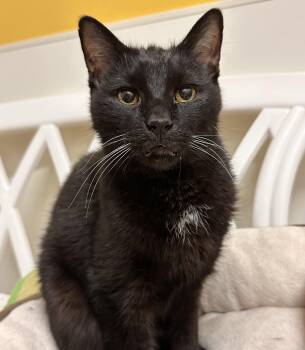 Rescue Domestic Short Hair Cats for Adoption in Chicago, Illinois - Black Bart- Czarek | PetCurious