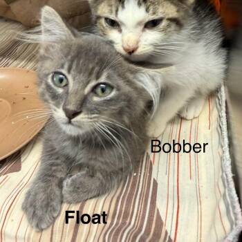 Float -  Domestic Long Hair Cat for Adoption in Kingman, Kansas - Float | PetCurious
