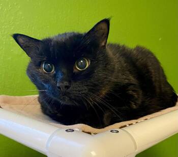 Domestic Short Hair and Tortoiseshell Cats Available for Adoption - Baby Goldie | PetCurious