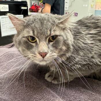 Domestic Medium Hair Cats Available for Adoption in Murray, Utah - Gerty | PetCurious
