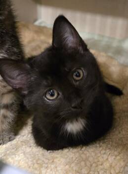 Domestic Short Hair Cats Available for Adoption in New Rochelle, New York - Billie Jean | PetCurious