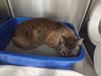 Tito -  Domestic Short Hair Cat for Adoption in Athens, Tennessee - Tito | PetCurious