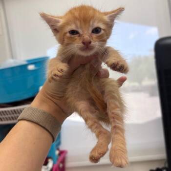 Pebbles -  Domestic Short Hair Cat for Adoption in Corpus Christi, Texas - Pebbles | PetCurious