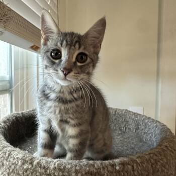 Lola -  Domestic Short Hair Cat for Adoption in Davis, California - Lola | PetCurious