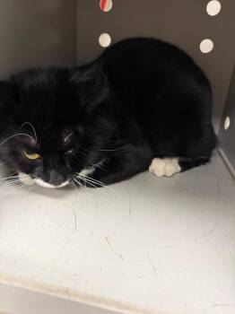 Domestic Short Hair Cats Available for Adoption in Greenfield, Indiana - Socks | PetCurious