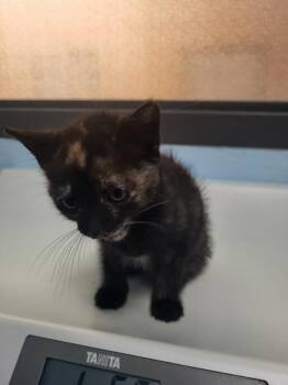 Kd-3 -  Domestic Short Hair Cat for Adoption in Lawrenceville, Georgia - Kd-3 | PetCurious