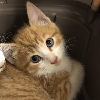 Natsu -  Domestic Short Hair Cat for Adoption in Newark, New Jersey - Natsu | PetCurious