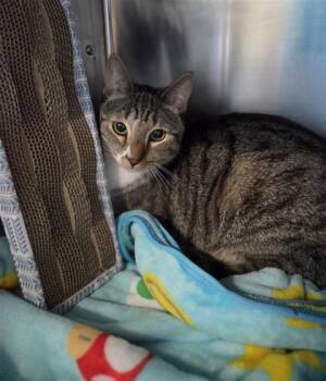 Meow Meow -  Domestic Short Hair Cat for Adoption in Largo, Florida - Meow Meow | PetCurious