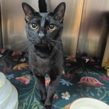 Domestic Short Hair Cats Available for Adoption in Providence, Rhode Island - Bobby | PetCurious