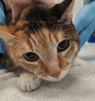Muffin 2 -  Domestic Short Hair Cat for Adoption in Lafayette, Indiana - Muffin 2 | PetCurious
